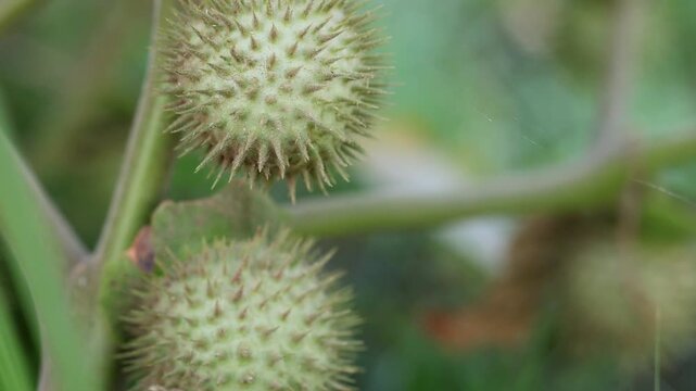Unbelievable close up on spiky Green Seed Pod of Datura Stramonium Jimsonweed Plant 180fps Captured in Cinematic High Detail Footage
