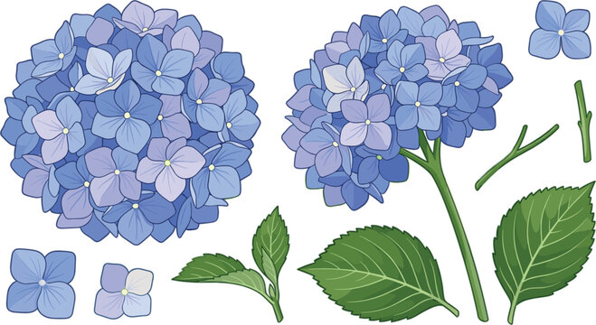Blue hydrangea flower vector set with blooming floral heads green leaves and separate stems isolated on white background.