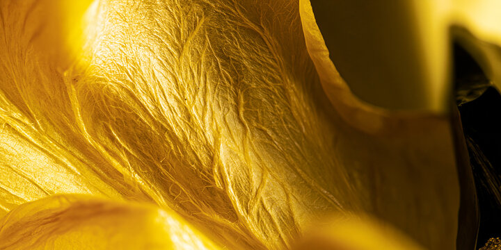 Macro texture of dry petal or leaf in yellow tones