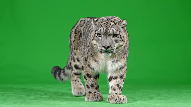 Snow leopard walking forward isolated on green screen background.