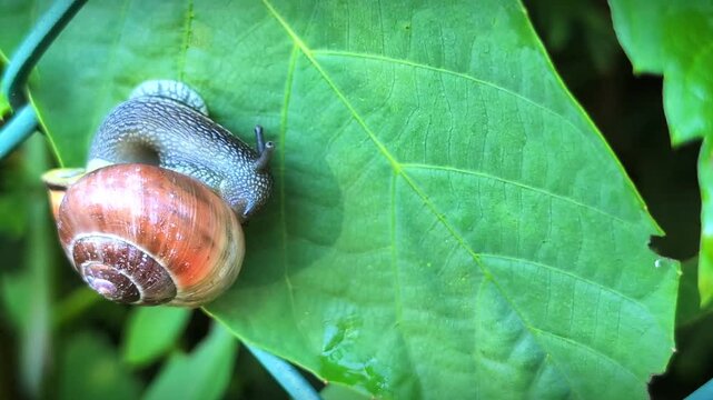 Macro close up top view of a snail crawling on a green leaf. Beautiful candid wildlife clip of a slow mollusk with a brown shell in a bright summer garden on a sunny day.