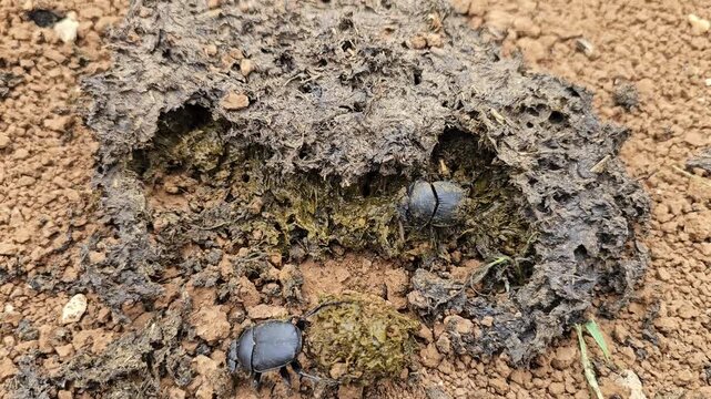 Pair of dung beetles roll a dung ball, showcasing dark exoskeletons against textured earthy soil.
📍 Hawraman Takht, Kurdistan, Iran 
