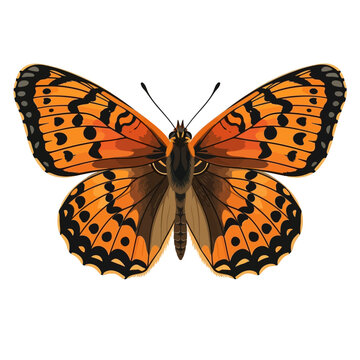 Friggas Fritillary Butterfly Flat Vector Illustration