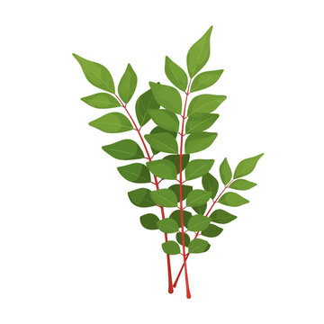 Curry Tree Leaf Cluster Flat Vector Illustration