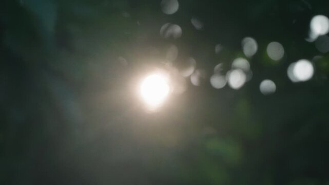 Sunlight streaming through green twigs