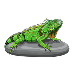 Fototapeta premium Green Iguana Lizard on Grey River Stone