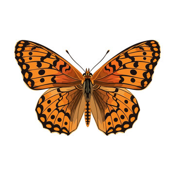 Grisons Fritillary Butterfly Flat Vector Illustration