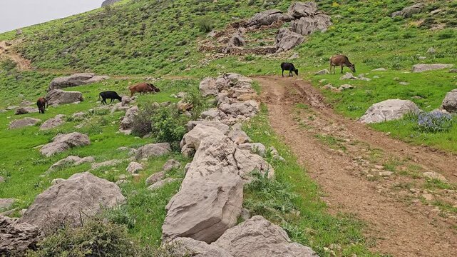 Dirt path winding through a rocky green mountain valley with grazing cattle and wildflowers in spring
📍 Hawraman Takht, Kurdistan, Iran 