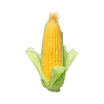 corn vegetable in PNG image isolated on transparent background.