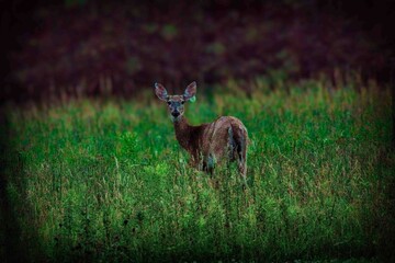 Obraz premium Baby deer standing in field in northeast Ohio