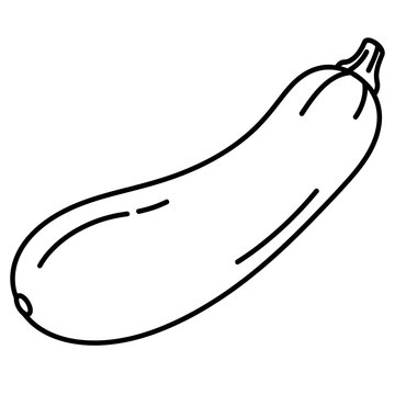 zucchini line art vector illustration