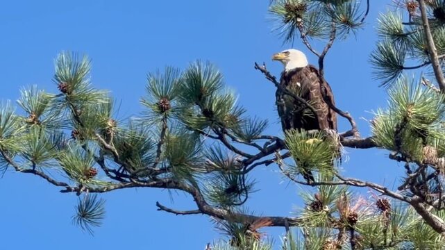 American bald eagle calls to another eagle nearby in Western Montana.
