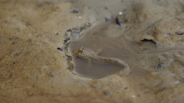 Mudskipper Resting in Shallow Water in Okinawa Mangrove