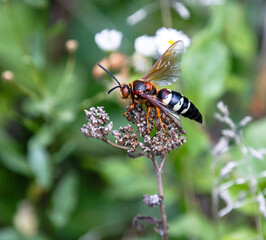 cicada killer wasp giant insect closeup on yarrow © SurfyArt