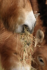 Close Up View of Przewalski Horse Eating Dry Grass © blueringmedia
