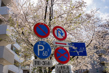 Fototapeta premium Cherry Blossom Street with Japanese Traffic Signs in Urban Neighborhood, Tokyo, Japan