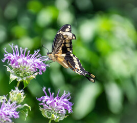 eastern giant swallowtail Papilio cresphontes butterfly on wild bergamot closeup © SurfyArt