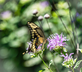 eastern giant swallowtail Papilio cresphontes butterfly on wild bergamot closeup © SurfyArt