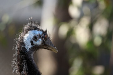 Close Up Profile of an Emu Head in Natural Sunlight © blueringmedia