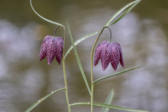 Snake's Head Fritillary (Fritillaria meleagris), Emsland, Lower Saxony, Germany