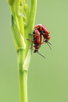 Scarlet lily beetle (Lilioceris lilii), mating on a green plant, Schwaz, Tyrol, Austria