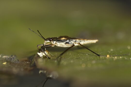 Common pond skater (Gerris lacustris) adult insect feeding on a Whitefly on a water lily pad or leaf on the water surface of a garden pond, England, United Kingdom