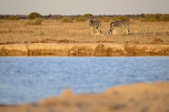 Plains zebra (Equus quagga) at the Nxai Pan waterhole, Nxai Pan National Park, near Gweta, Central District, Botswana