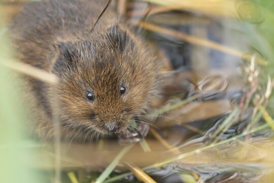 Water vole (Arvicola amphibius) adult feeding on a reed leaf in a reedbed, Suffolk, England, United Kingdom