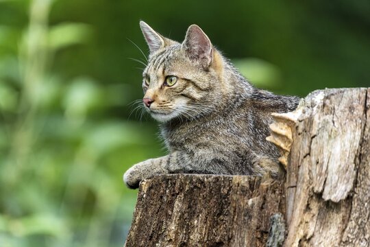 Close-up of a cat sitting on a tree stump in the forest, wild cat (Felis silvestris), kittens, Germany
