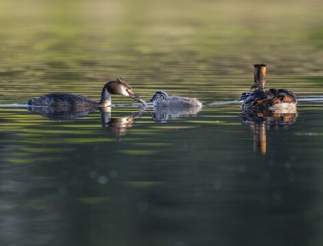 Great Crested Grebe (Podiceps Scalloped ribbonfish), two adults and juveniles swimming on a pond, one adult with fish in its beak feeding, Thuringia, Germany