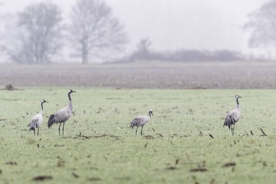 Cranes (Grus grus), Fischerhuder W&uuml;mmeniederung, Lower Saxony, Germany