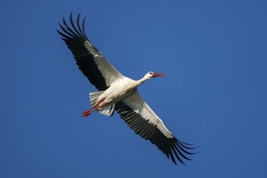 White stork (Ciconia ciconia), flying, wildlife, Germany