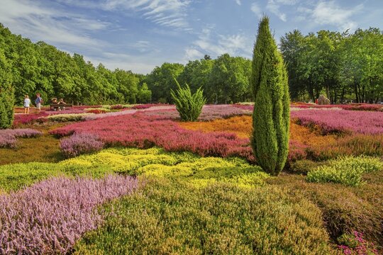 Heather garden with many varieties of heather from all over the world, Schneverdingen, L&uuml;neburg Heath, Lower Saxony, Germany
