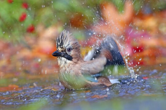 Eurasian jay (Garrulus glandarius) bathes in shallow water with autumn leaves, Solms, Hesse, Germany