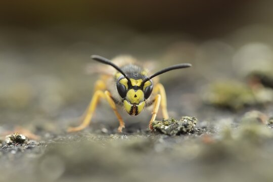 Common wasp (Vespula vulgaris) adult on a garden path, Suffolk, England, United Kingdom