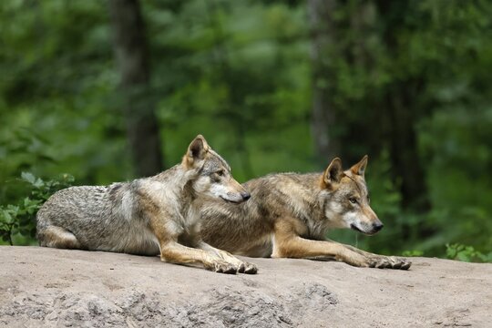 European gray wolf (Canis lupus), adults lying on a hill, captive
