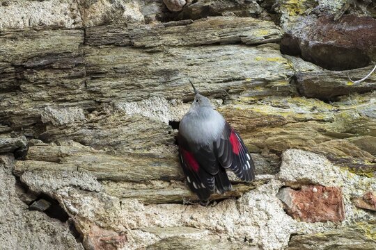 Wallcreeper (Tichodroma muraria) foraging on a wall, wildlife, Germany