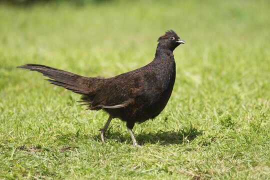 Common pheasant (Phasianus colchicus) adult game bird with a brown colour variation on a graas lawn, Norfolk, England, United Kingdom