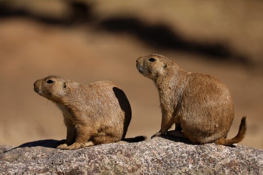 Two black-tailed prairie dogs (Cynomy ludovicianus) sitting on a rock, France