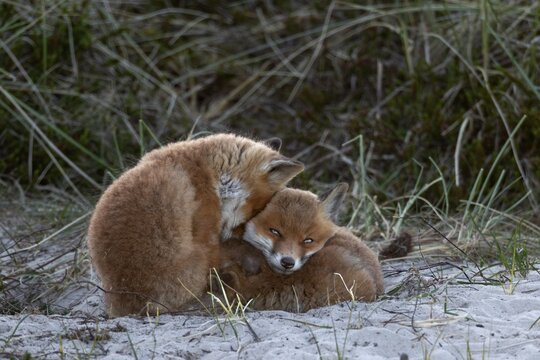 Red fox pups (Vulpes vulpes) are adaptable, those who can't rest lying down try sitting, sleeping, cuddling, rearing young, animal children, cute, playful, wrestling, May, Denmark