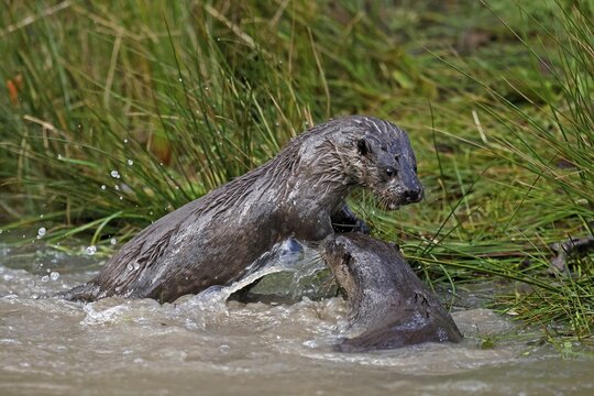 Two young european otter (Lutra lutra), playing in a meadow, captive