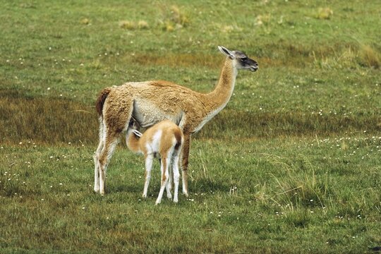 Guanaco (Lama guanicoe) with young, Torres del Paine National Park, Patagonia, Chile, South America