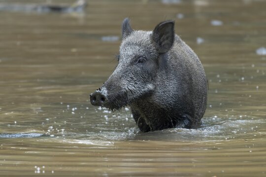 Wild boar (Sus scrofa), sow standing in water, captive, Saxony, Germany