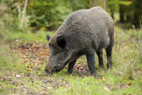 Wild boar (Sus scrofa) foraging, captive, Saxony, Germany