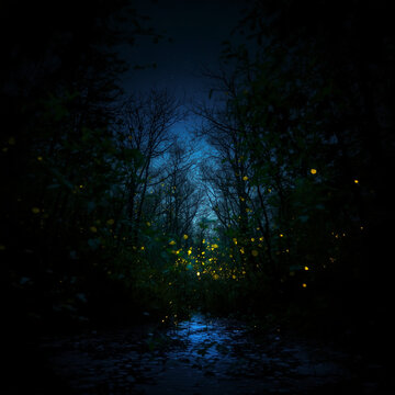 fireflies
