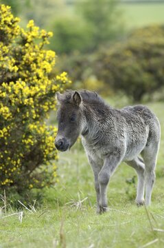Shetland Pony south west England