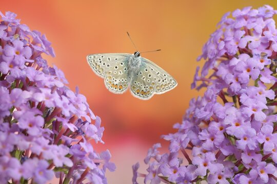 Common blue butterfly (Polyommatus icarus), male in flight on the flowers of the butterfly bush (Buddleja davidii)