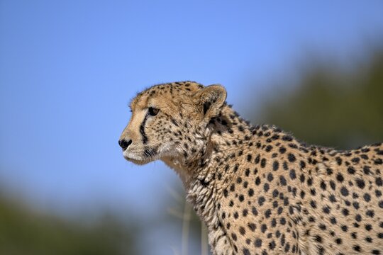 Cheetah (Acinonyx jubatus) at the Field Conservation Centre and Reserve of the Cheetah Conservation Fund (CCF), portrait, Elandsvreugde Farm, near Otjiwarongo, Otjozondjupa Region, Namibia