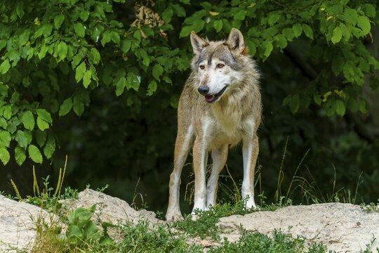 A wolf standing vigil in the shadow of a green forest, Timberwolf, wolf, American wolf, (Canis lupus lycaon), Germany