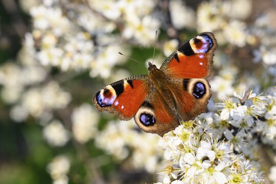 European peacock (Aglais io) in spring on a flowering hedge, butterfly, H&uuml;de, Lower Saxony, Germany